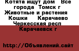 Котята ищут дом - Все города, Томск г. Животные и растения » Кошки   . Карачаево-Черкесская респ.,Карачаевск г.